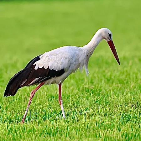 Woodyoustay Chalet Theux